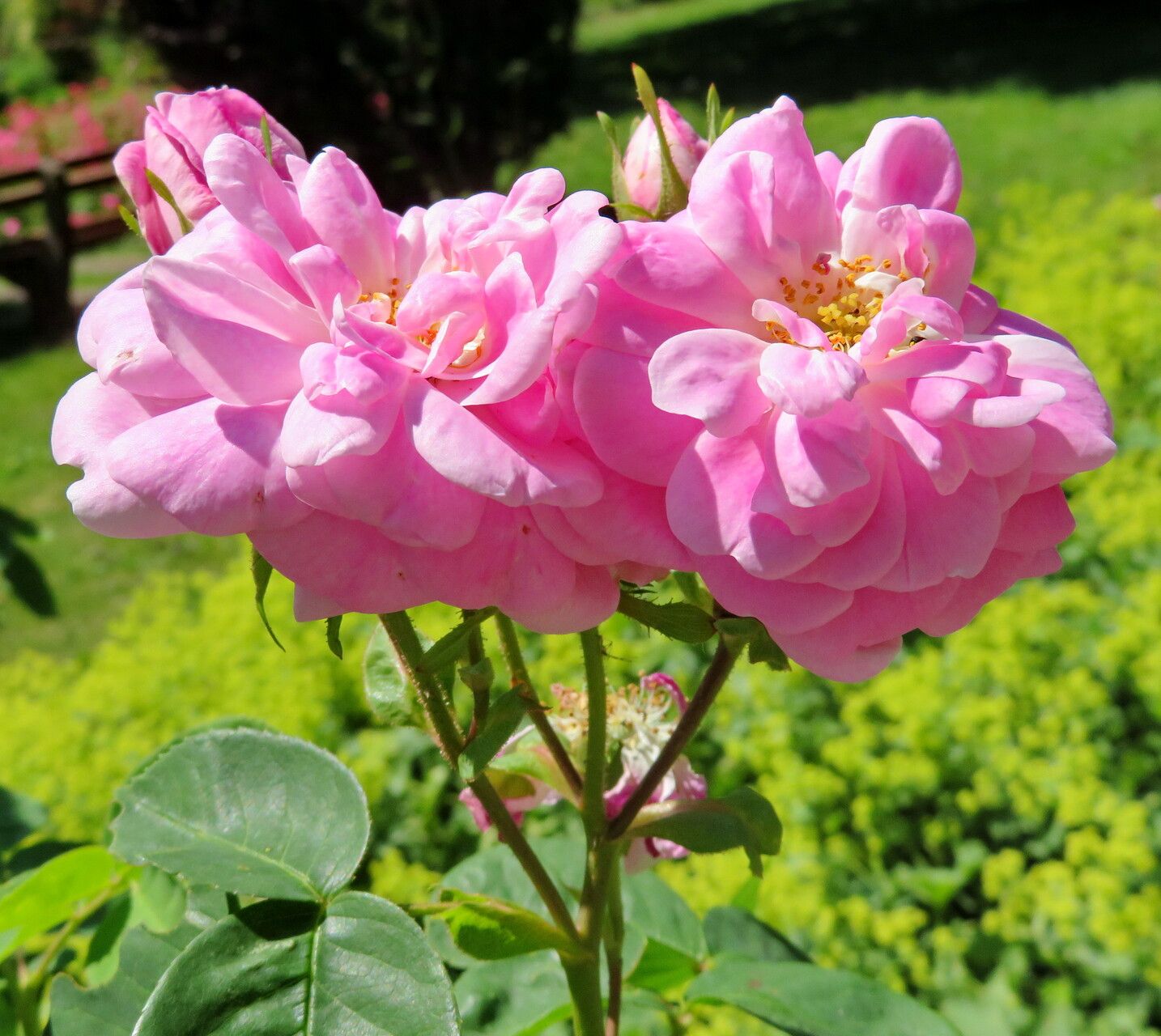 Rosa × kordesii flower