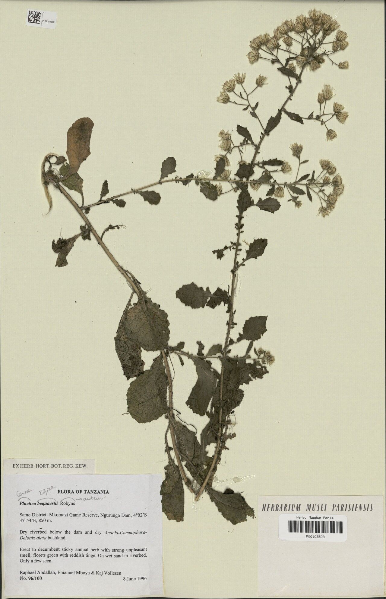 Pluchea bequaertii — related species from the same genus