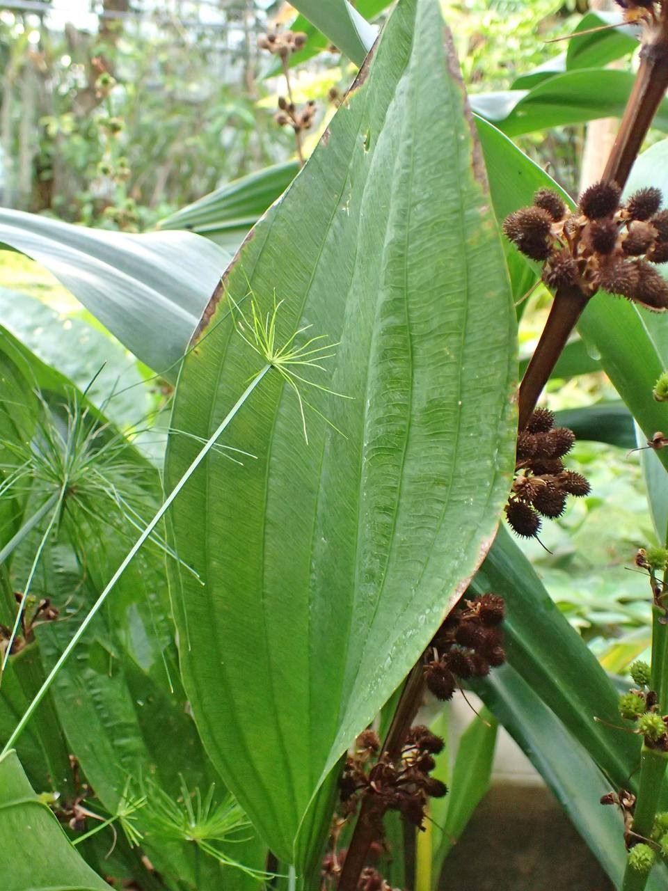 Echinodorus floribundus — related species from the same genus