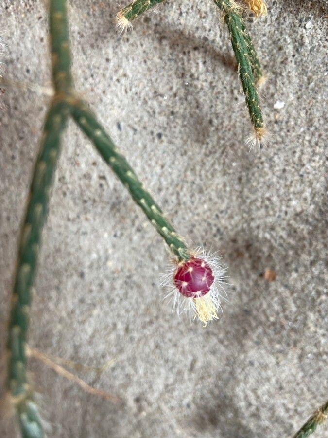 Opuntia schickendantzii fruit