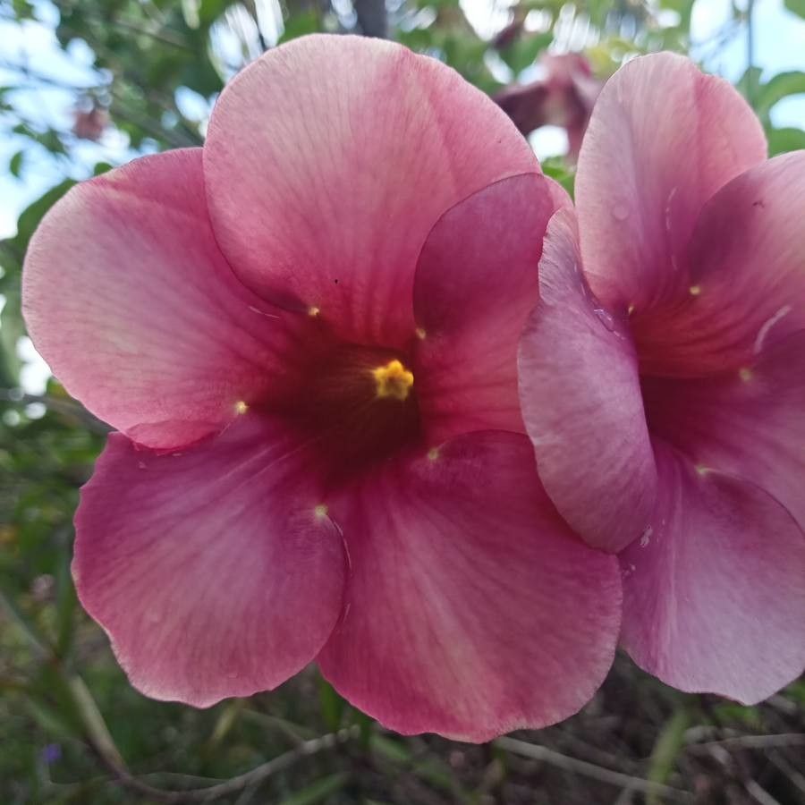 Allamanda violacea flower