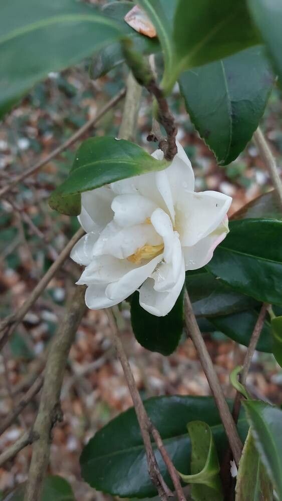 Camellia × vernalis flower