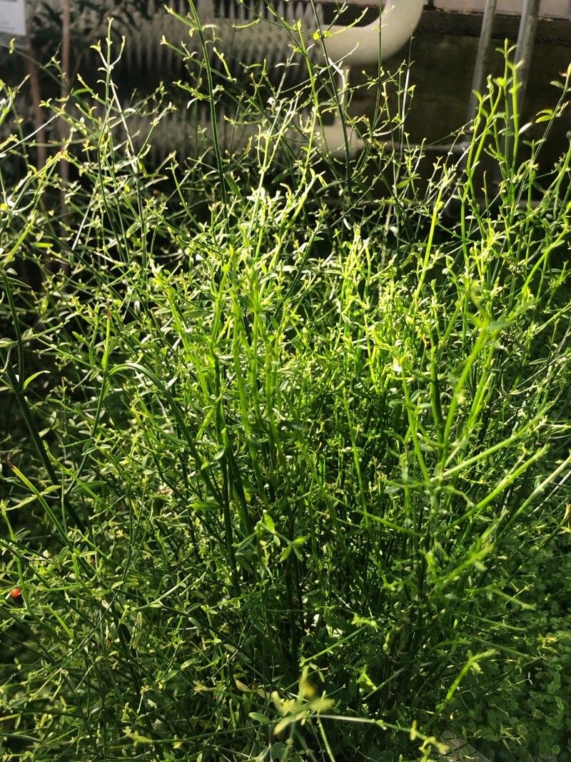 Teucrium junceum — search result for 'Teucrium'