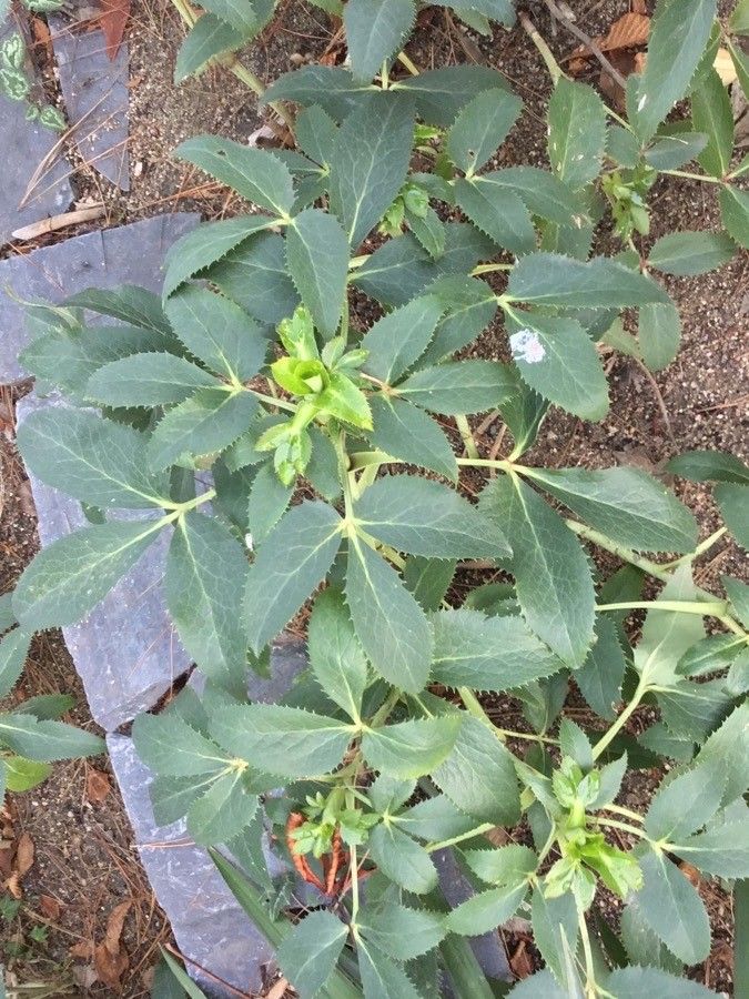 Helleborus lividus leaf