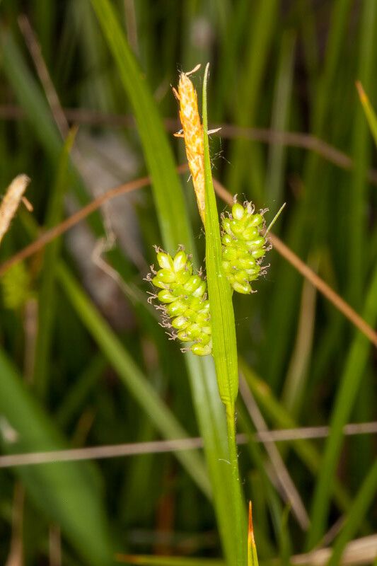 Carex pallescens flower