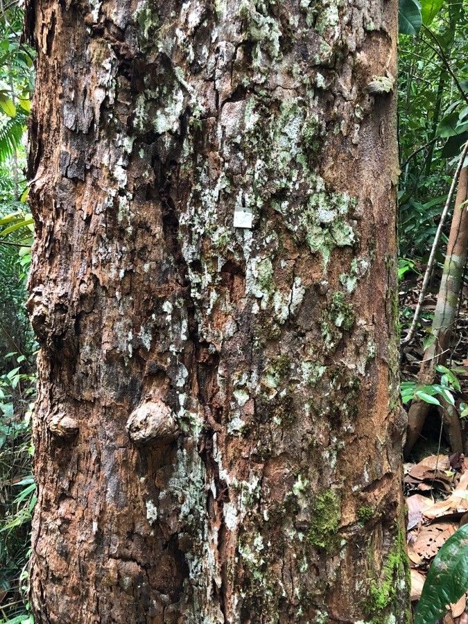 Castanopsis motleyana — search result for 'Fagaceae'