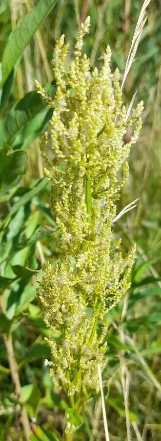Iresine diffusa flower