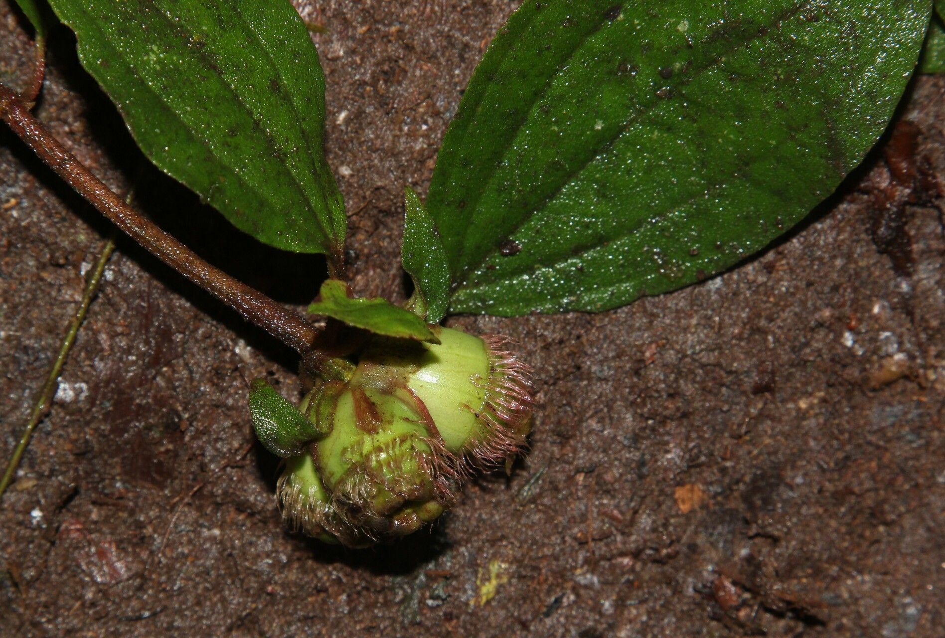 Tristemma camerunense fruit