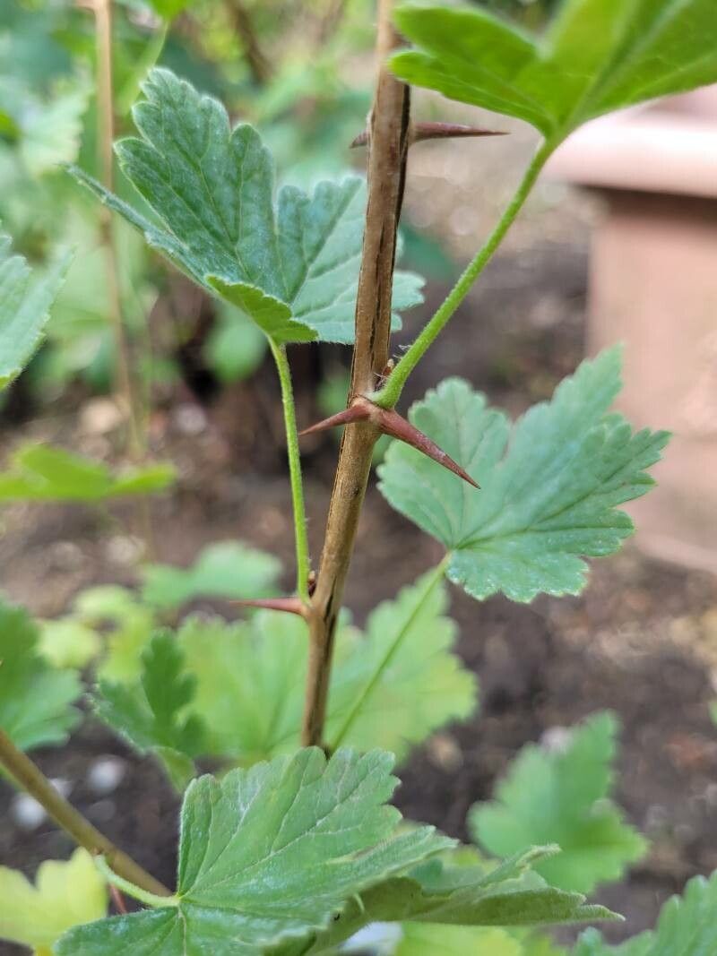 Ribes divaricatum bark