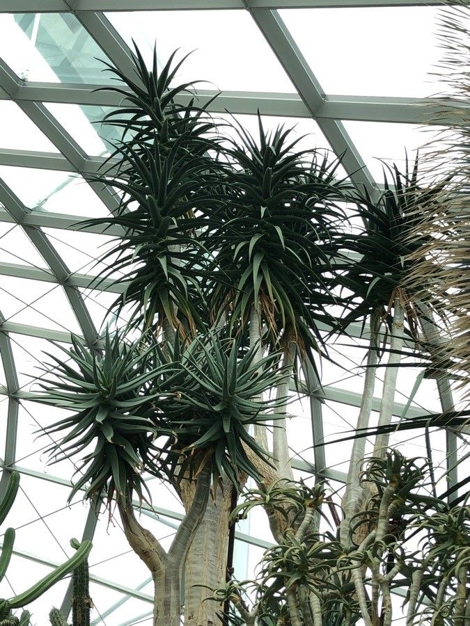 Aloidendron dichotomum leaf