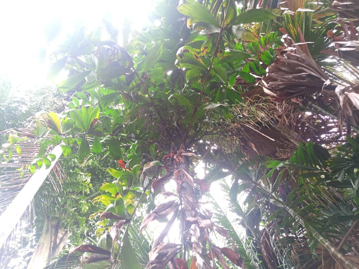 Dypsis pinnatifrons — houseplant care guide