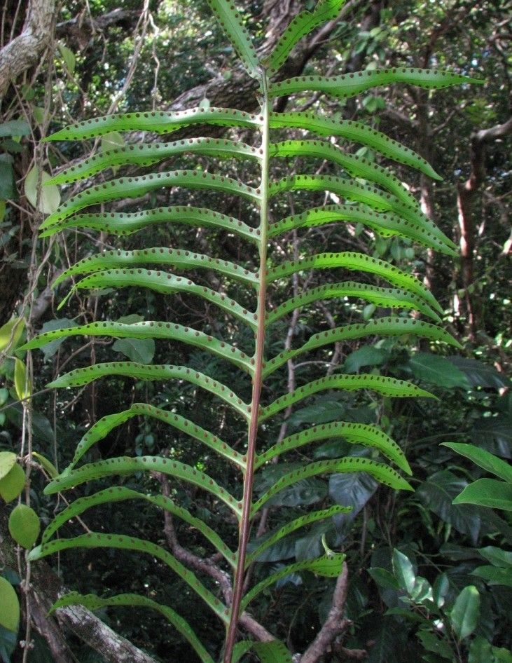 Microsorum vieillardii — search result for 'Microsorum'