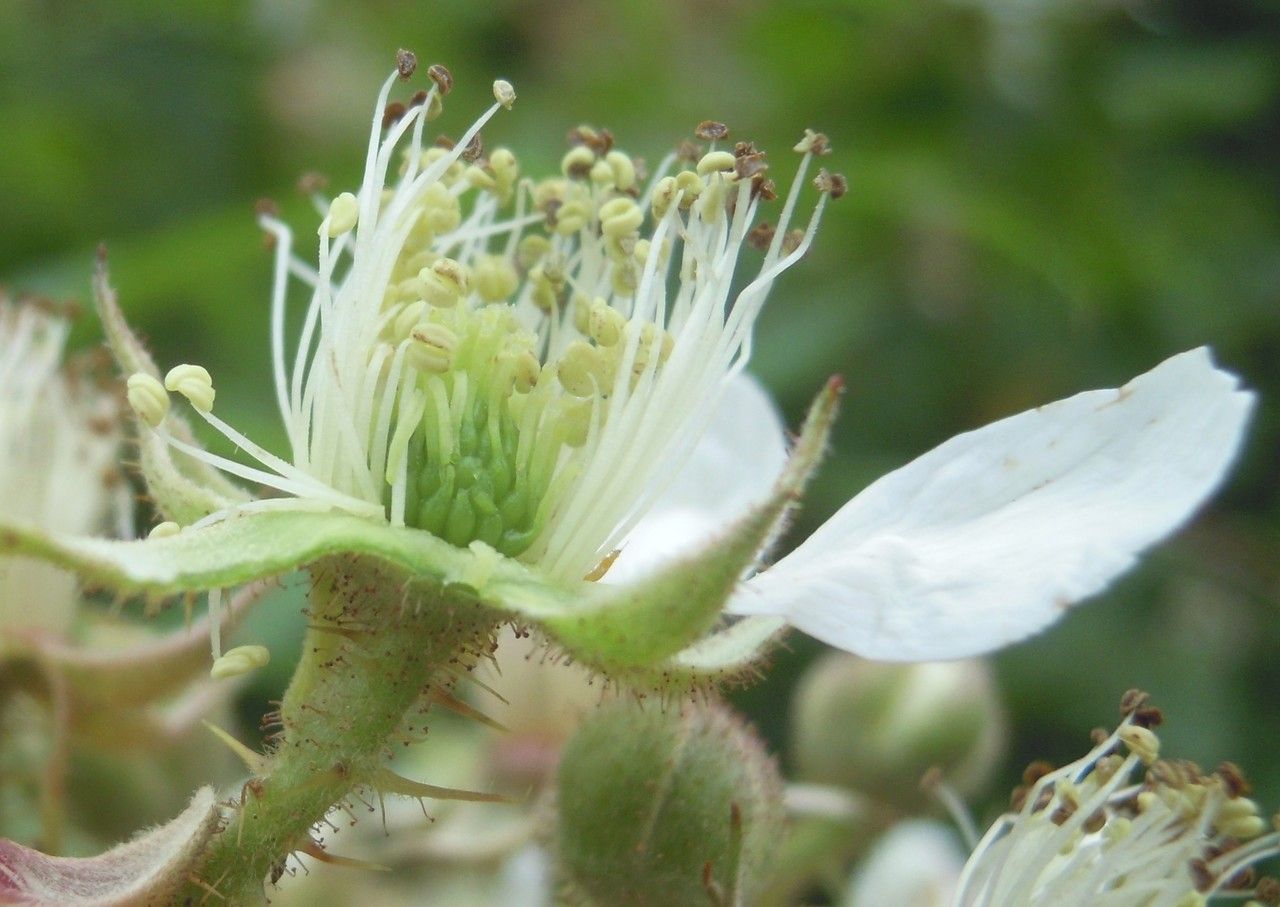 Rubus leyanus flower