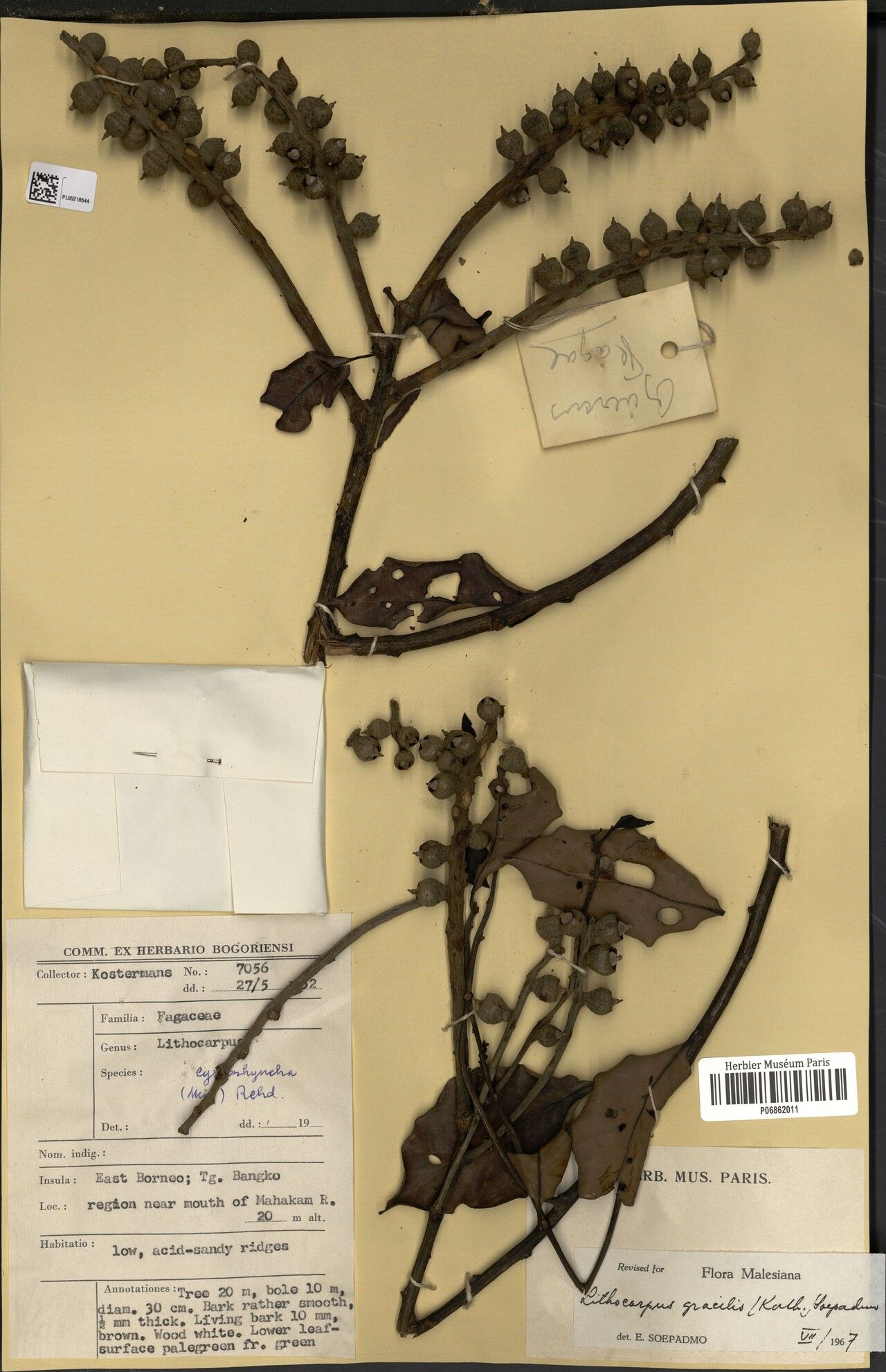 Lithocarpus gracilis — houseplant care guide