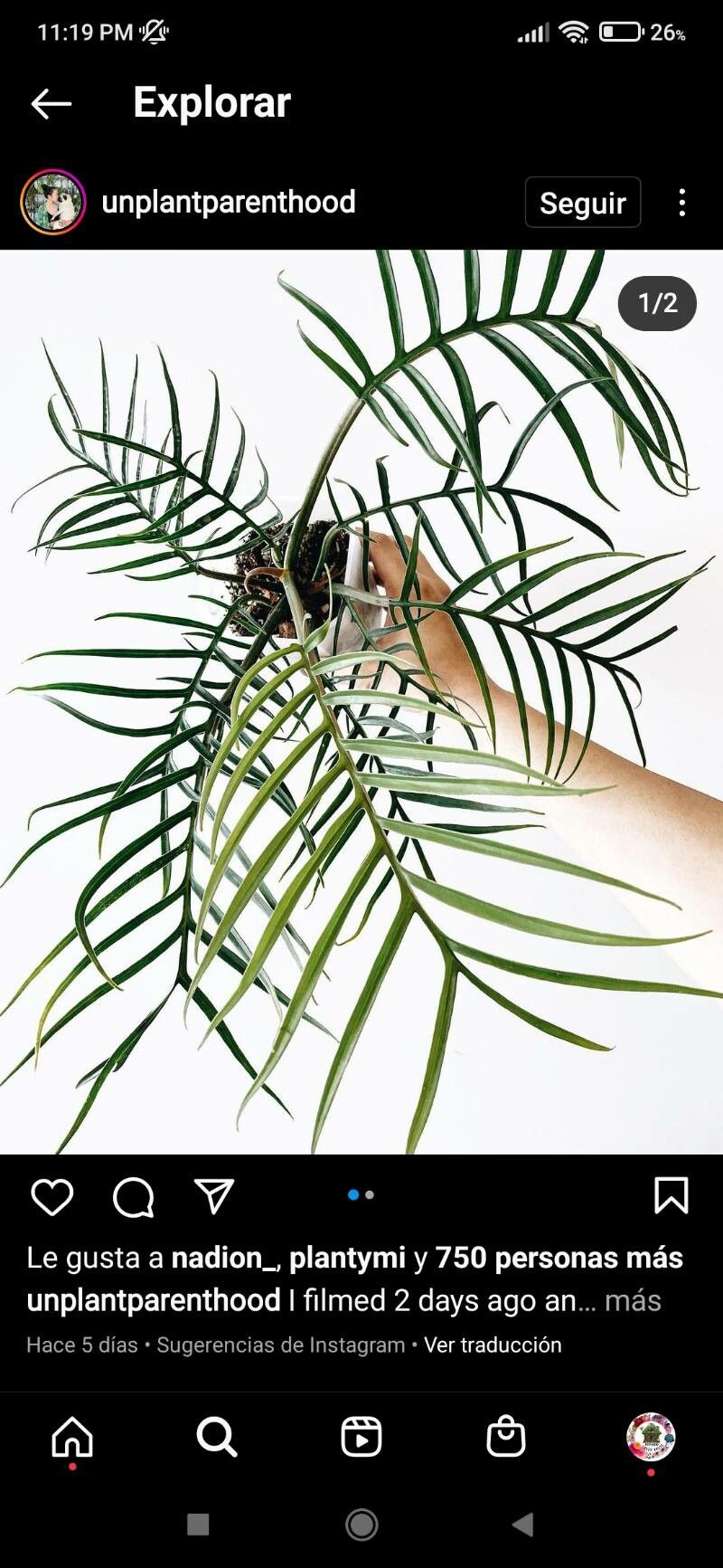 Philodendron tortum leaf