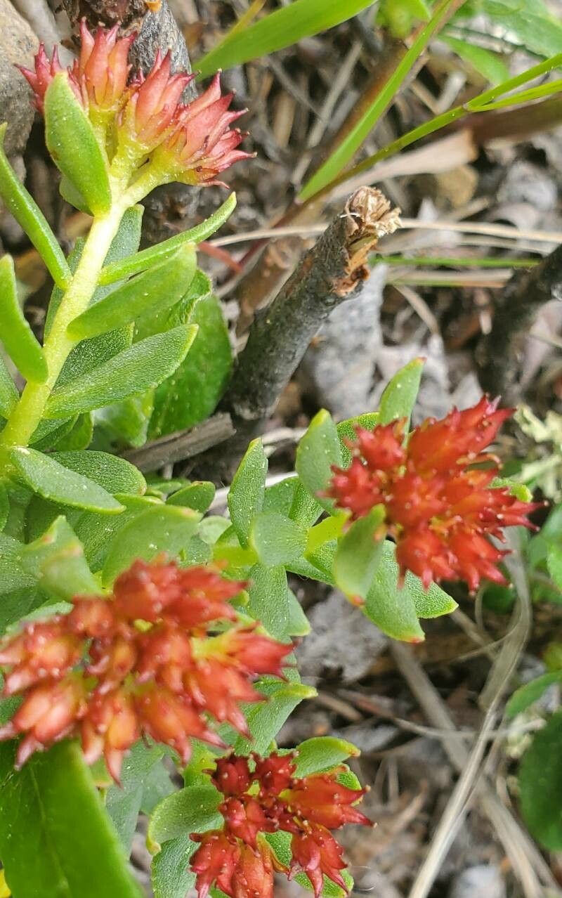 Rhodiola integrifolia habit