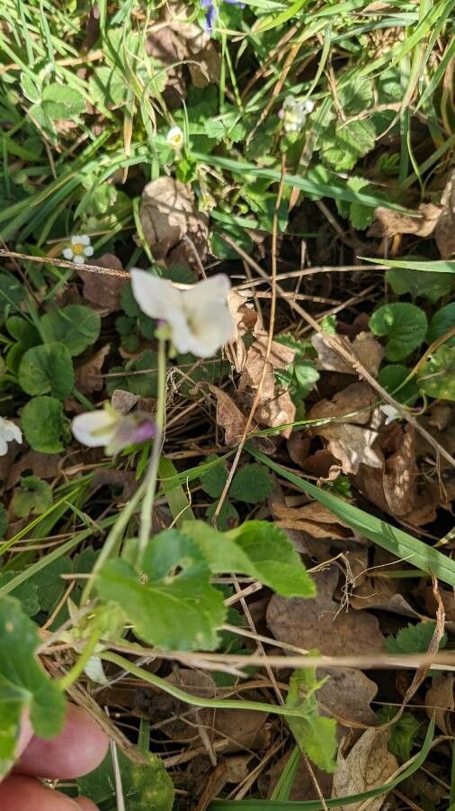 Viola alba leaf