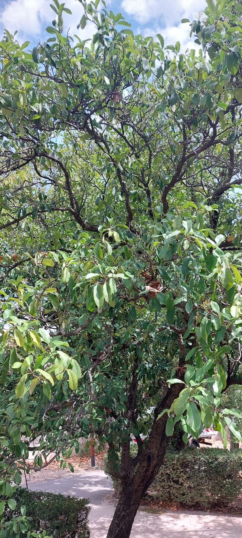 Malosma laurina fruit