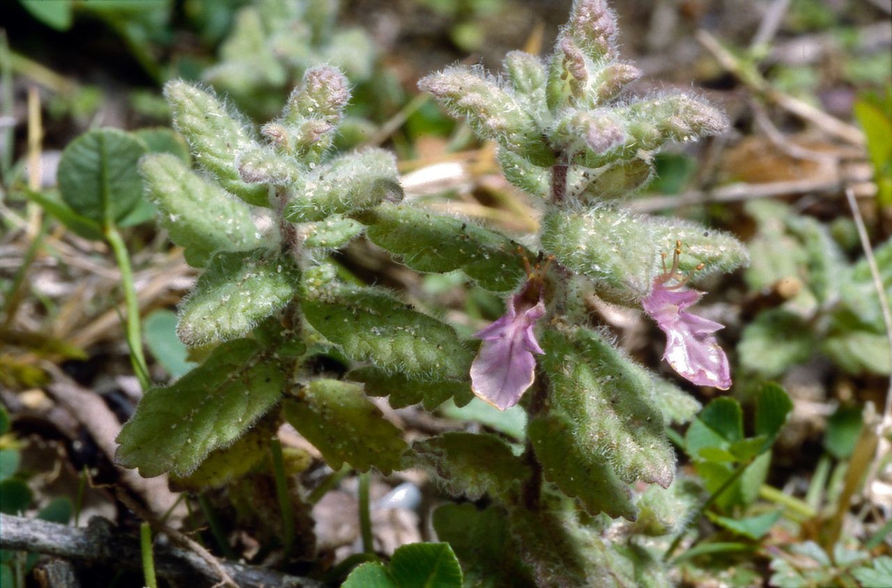 Teucrium scordium flower