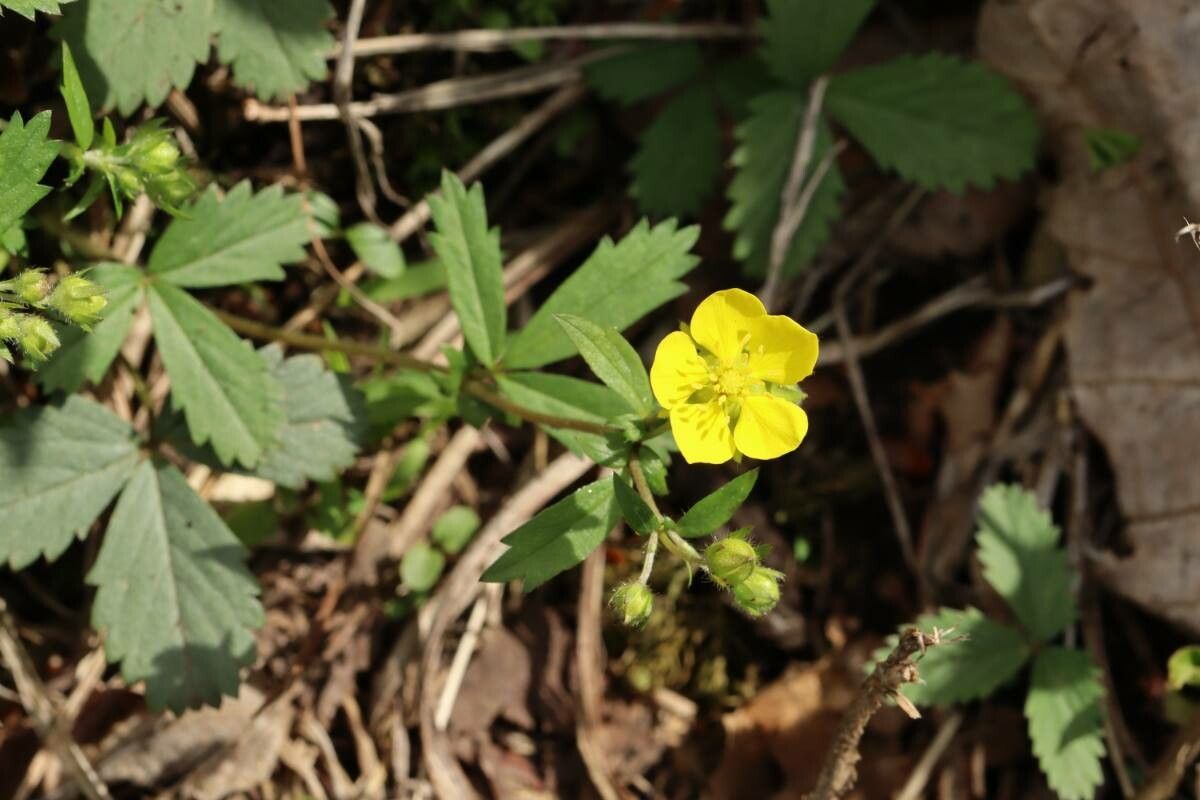 Potentilla freyniana flower