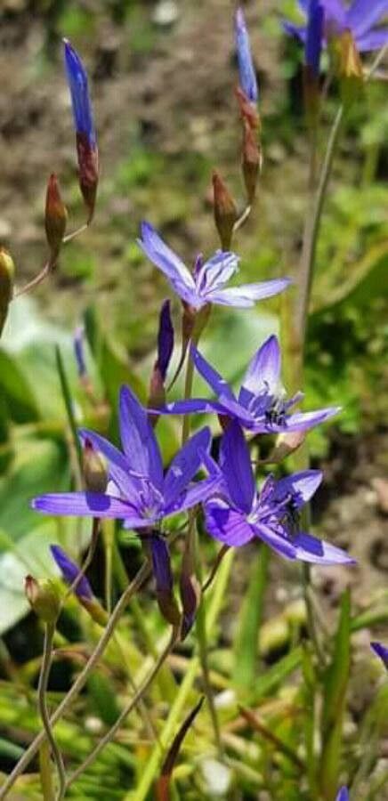 Geissorhiza aspera — houseplant care guide