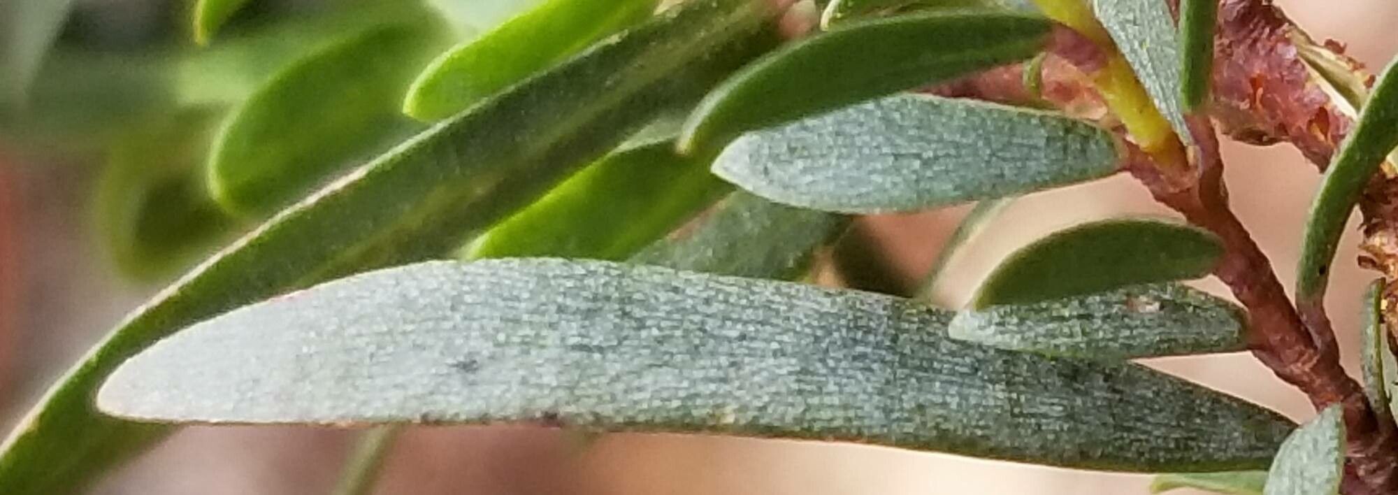 Pimelea pauciflora — houseplant care guide