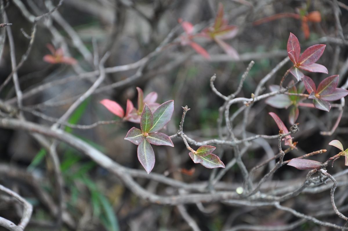 Rhododendron crenulatum other