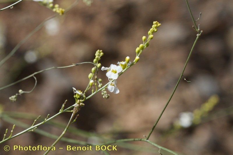 Crambe kralikii other