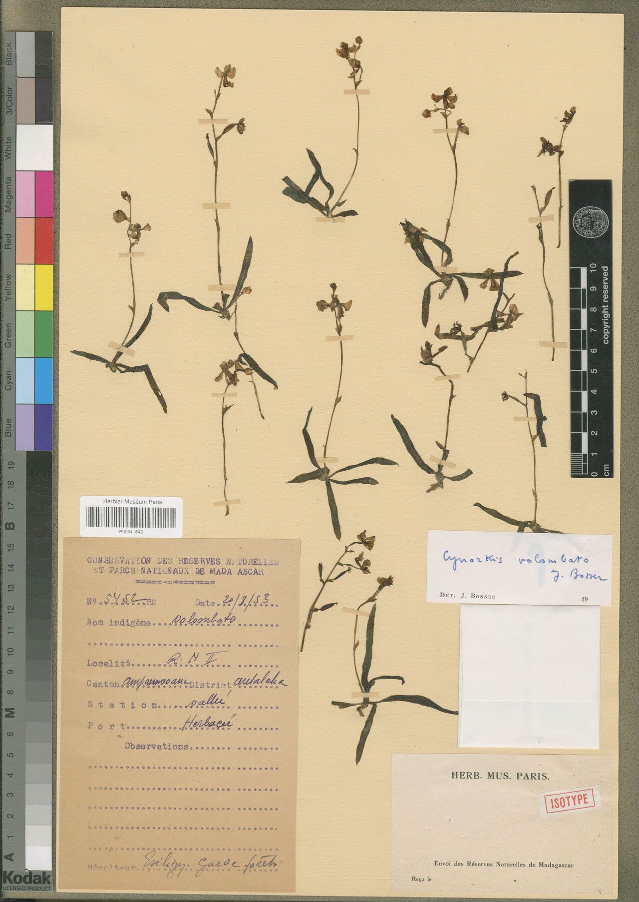 Cynorkis volombato — houseplant care guide