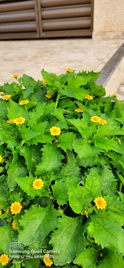 Melampodium divaricatum bark