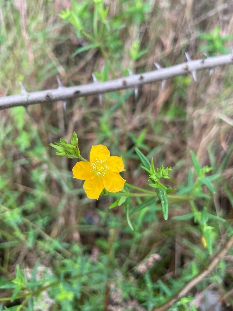 Hypericum brasiliense flower