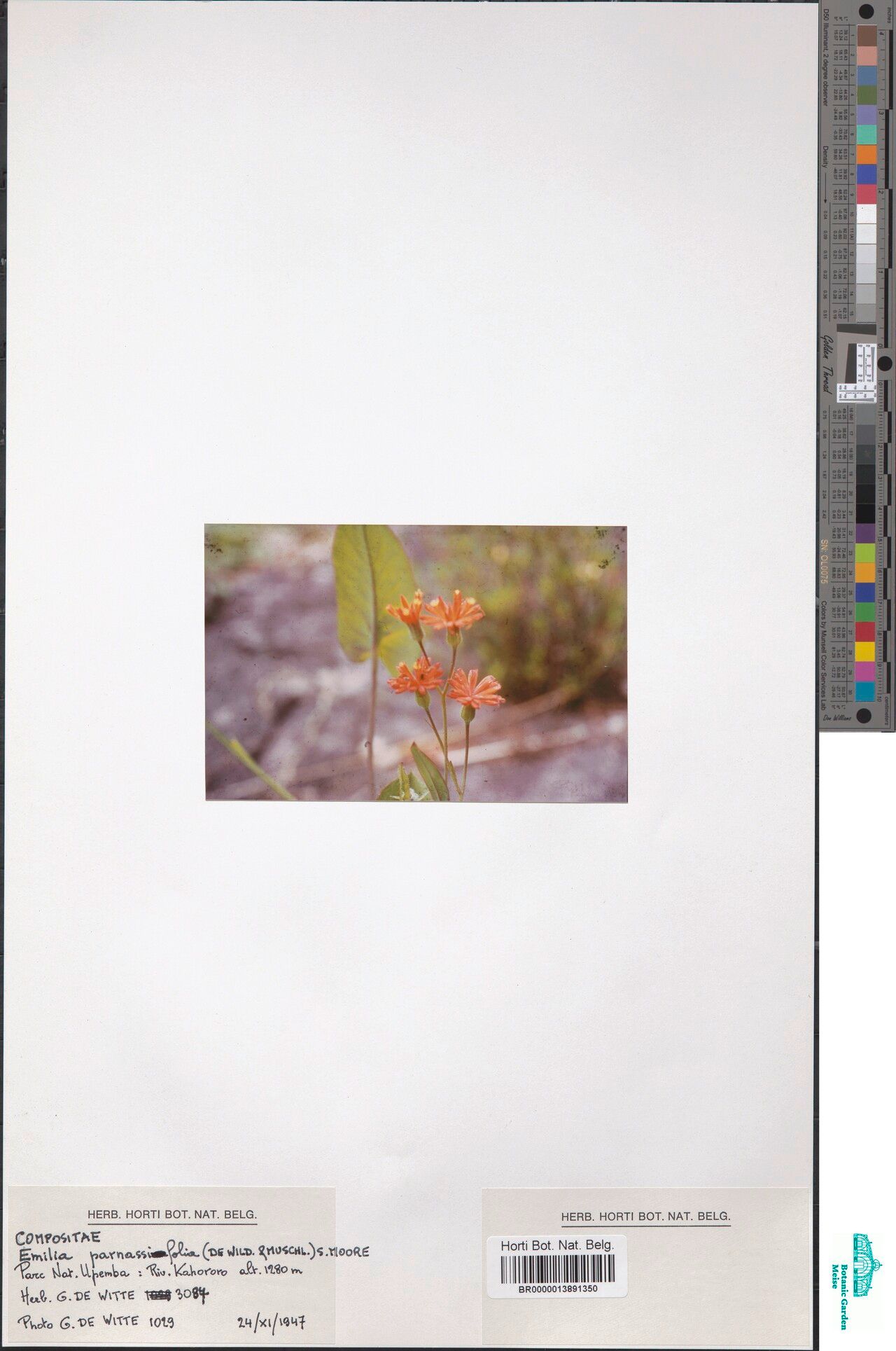 Emilia parnassiifolia — search result for 'Emilia'