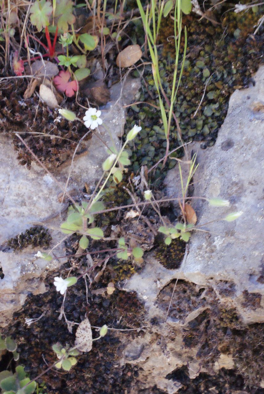 Cerastium scaposum habit