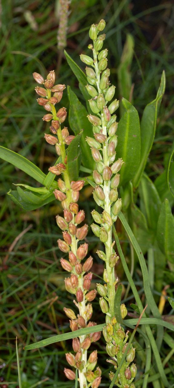 Triglochin maritimum fruit