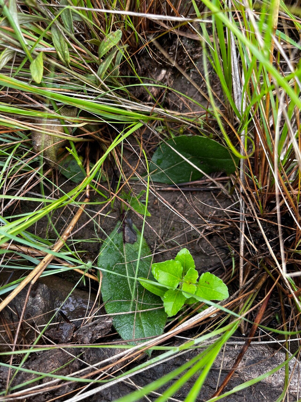 Cephalaria pungens leaf