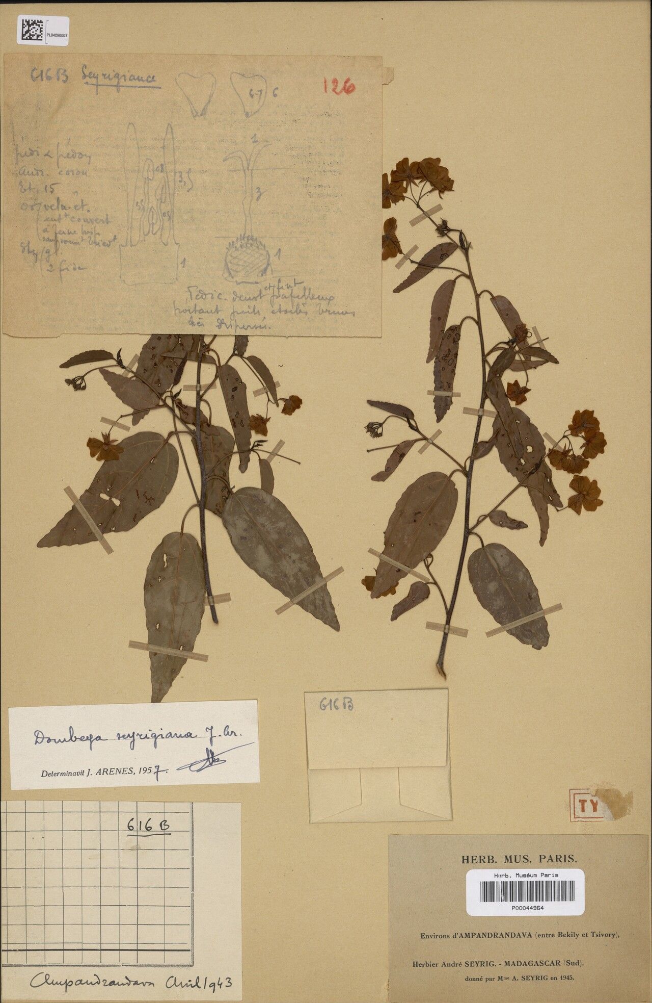 Dombeya seyrigiana — houseplant care guide