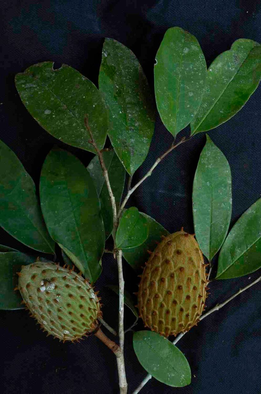 Annona montana leaf
