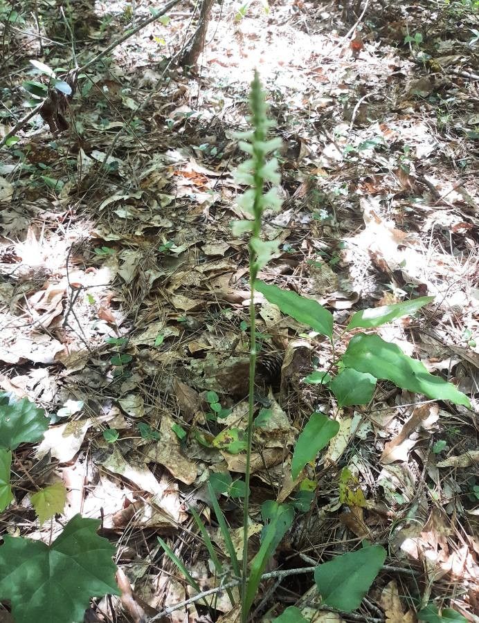 Spiranthes cernua habit