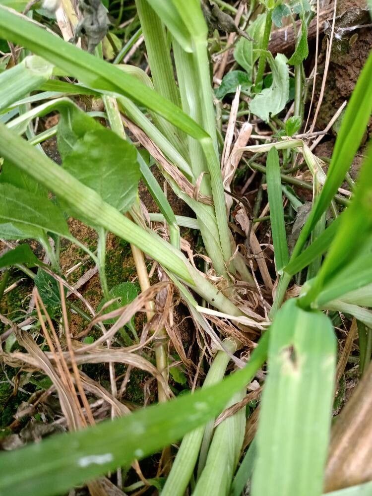 Bromus auleticus bark