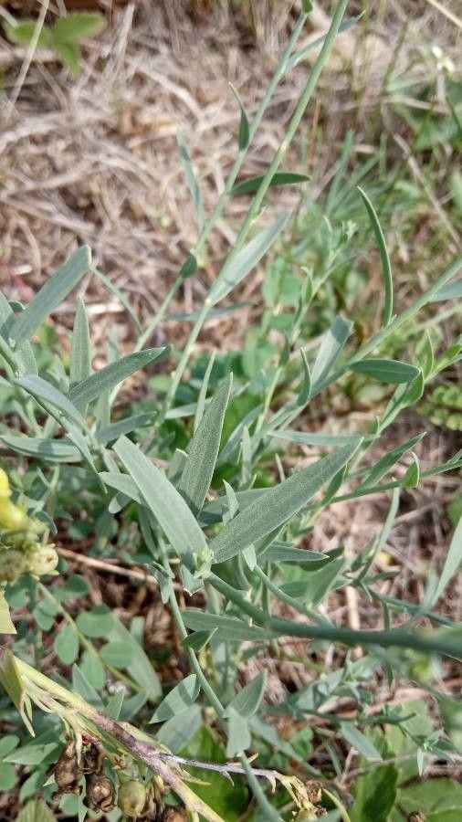 Linaria genistifolia — search result for 'Linaria'