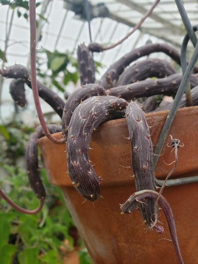 Kleinia pendula leaf