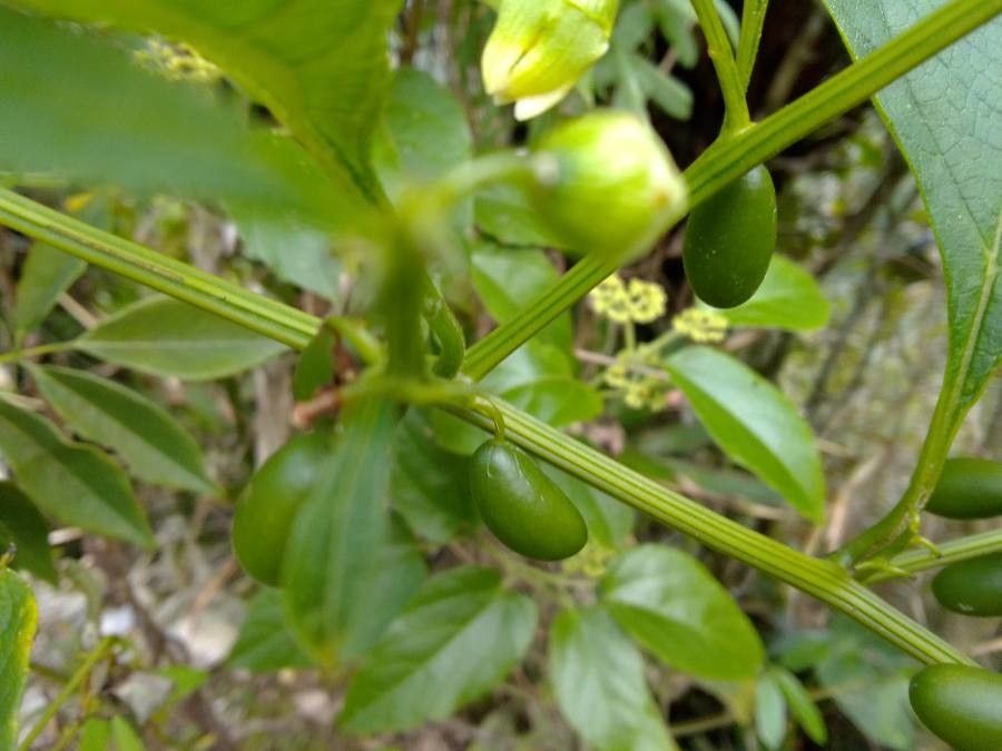 Jasminum odoratissimum fruit