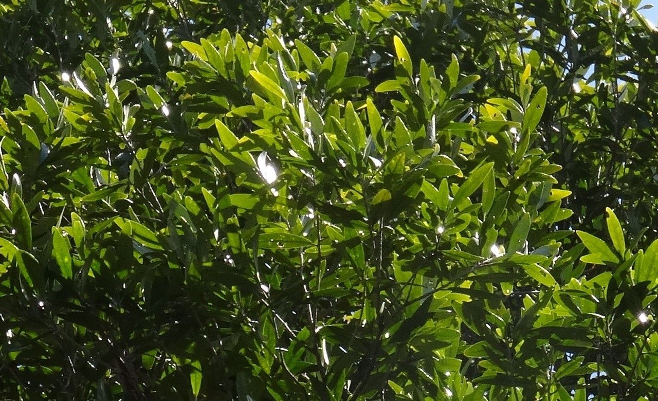 Geijera cauliflora habit