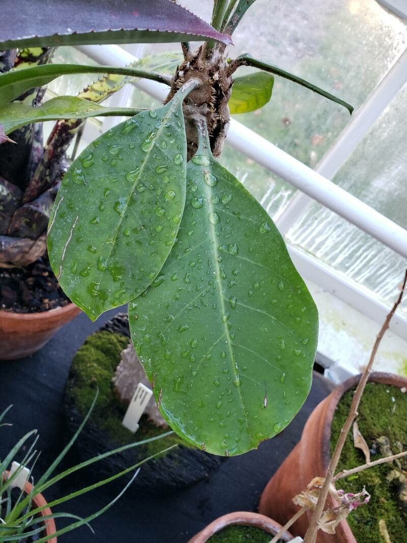 Myrmecodia platytyrea — related species from the same genus