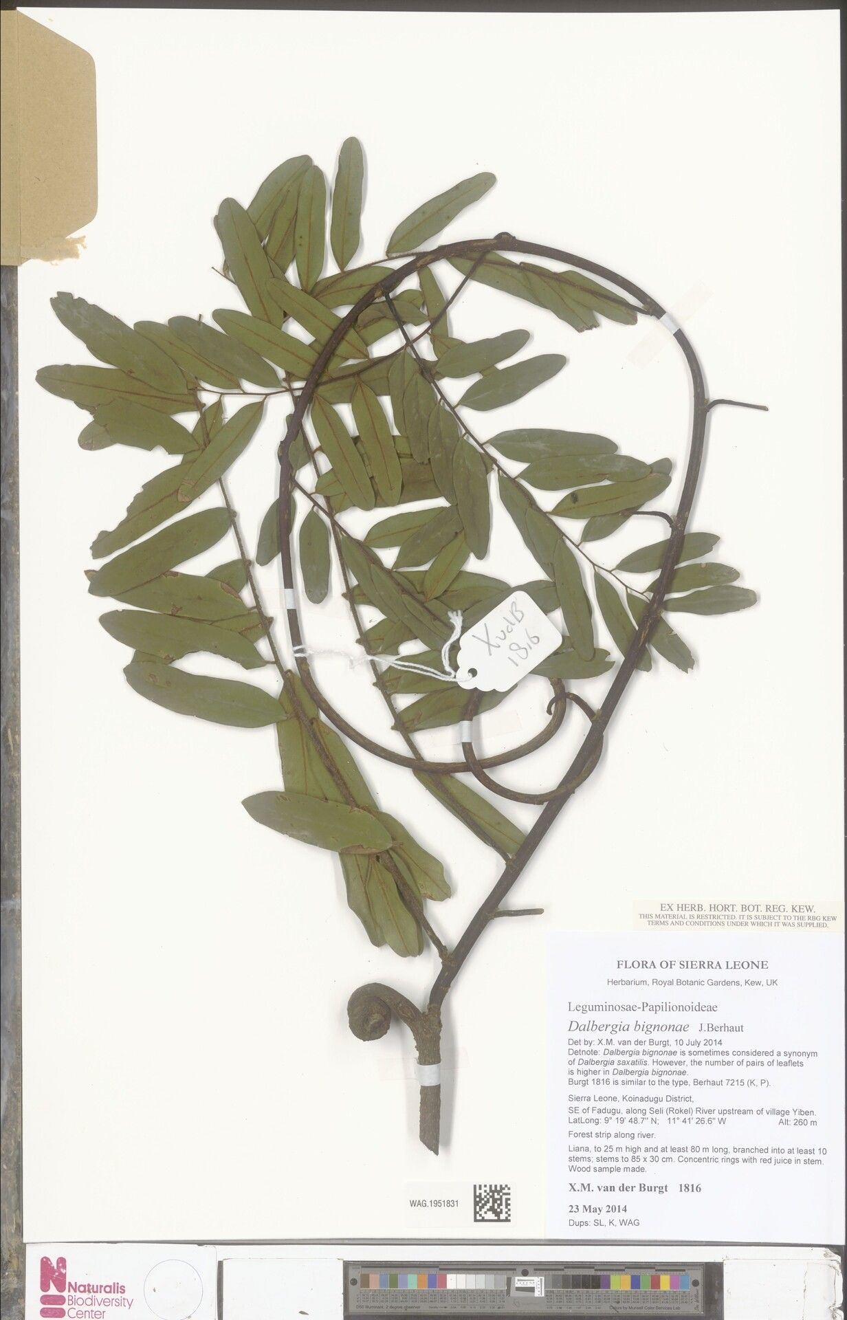 Dalbergia mayumbensis — houseplant care guide