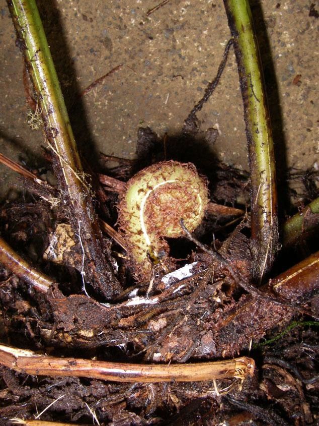 Thelypteris falcata other