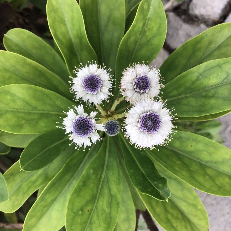 Globularia sarcophylla flower