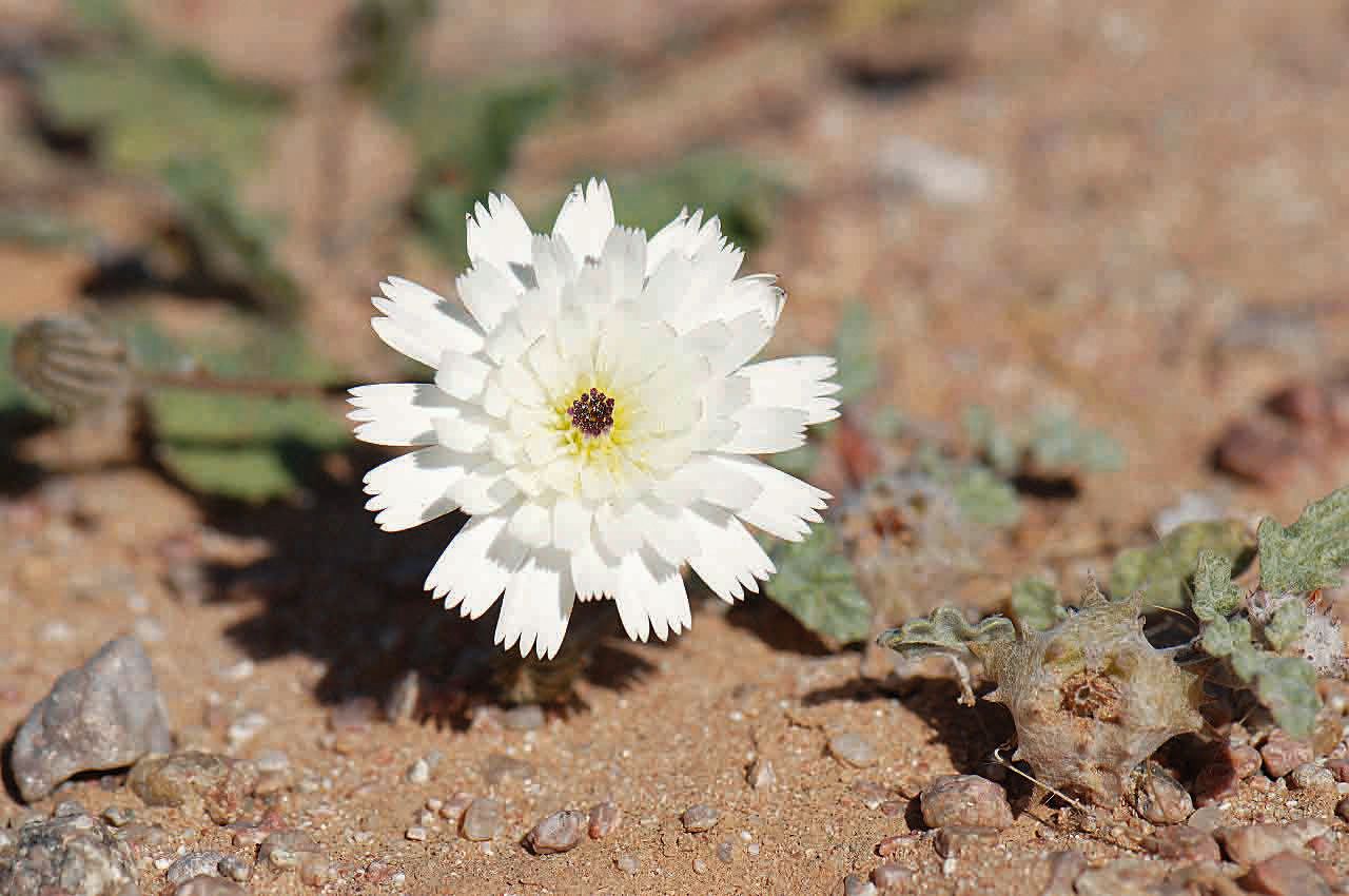 Picris asplenioides flower