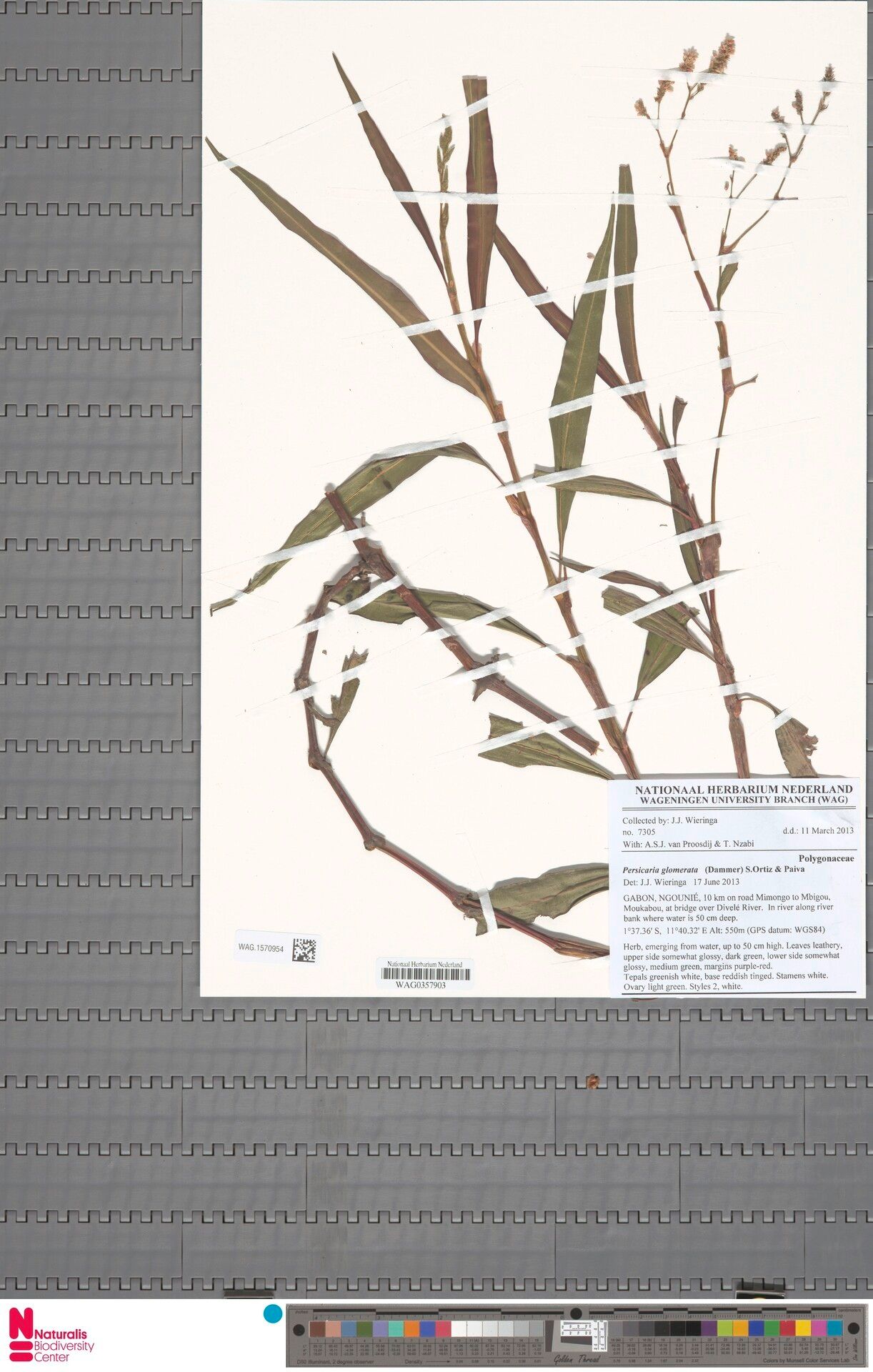 Persicaria glomerata — houseplant care guide