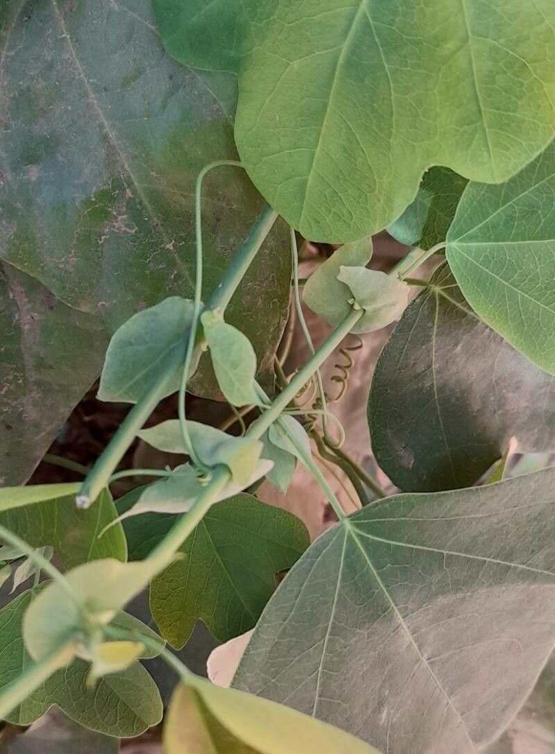 Passiflora elegans other